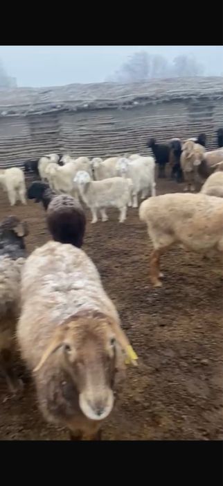 Продам баран оптом