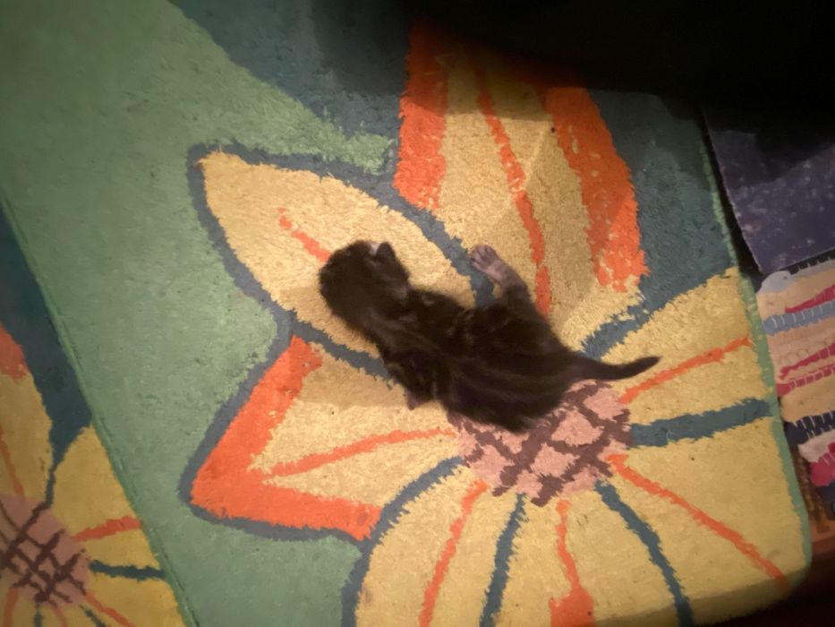 Продам котят вислоухие шотлпндцы