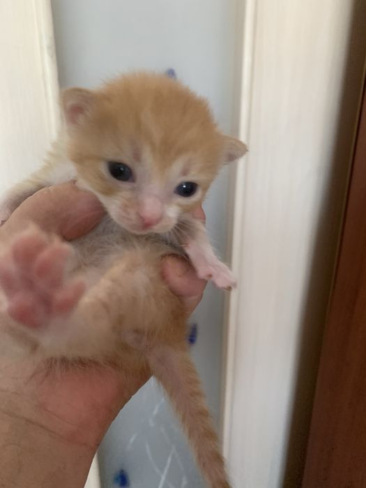 Котята. Окрас рыженькие.