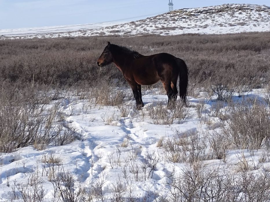 Айгыр мугалжар  жассы 4-5