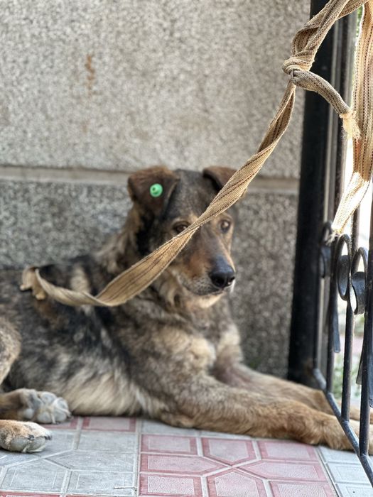 Гайда. Классная девочка. Для семьи. Рожать не будет.