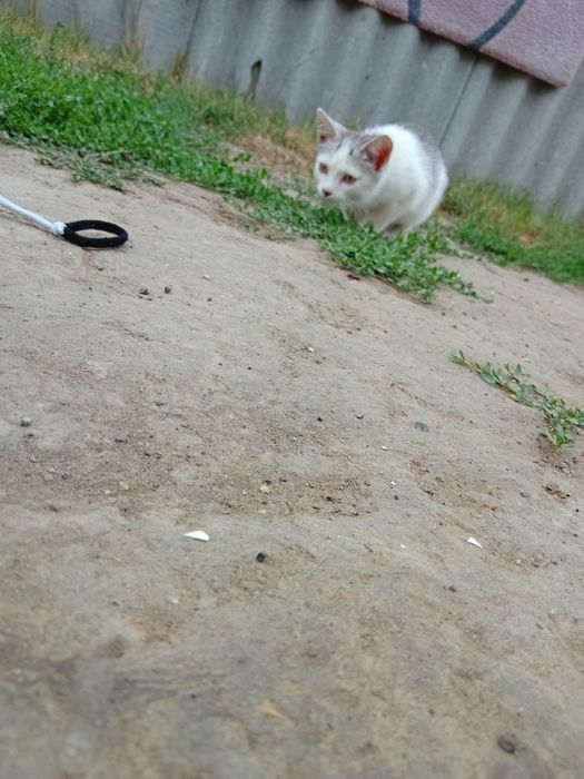 Срочно отдам котёнка
