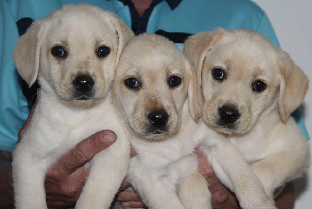 Щенки Лабрадор ретривера