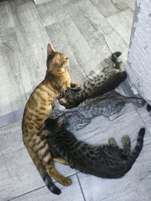 Котята бенгальские