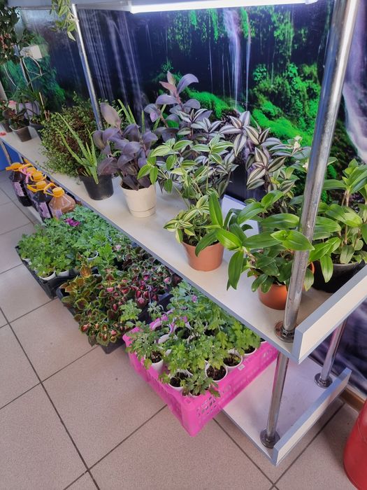Продам цветы шаровидные хризантемы