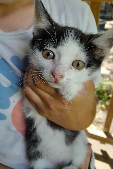 Dau spre adoptie acesti pisoiași