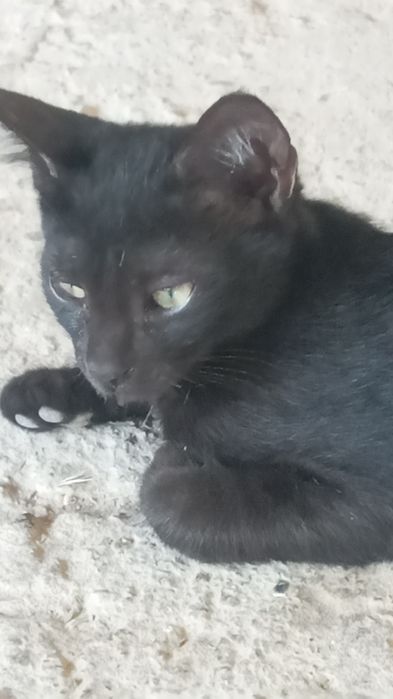 Котята в добрые руки с доставкой