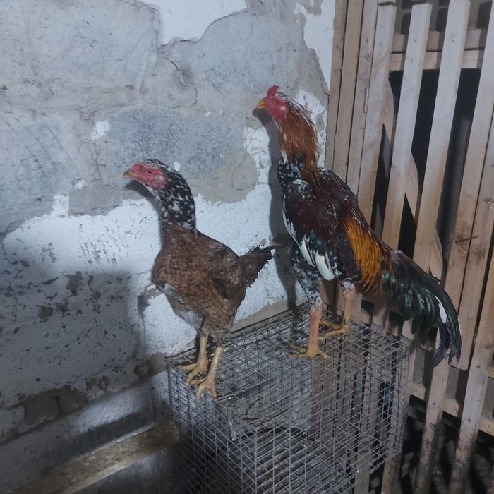 Корейц 1.5год  вес 4.8