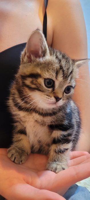 Продается котенок,девочка-шотландка.