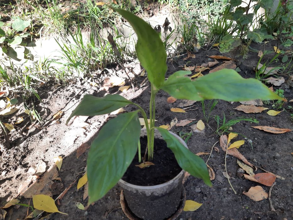 Срочно продам комнатные растения