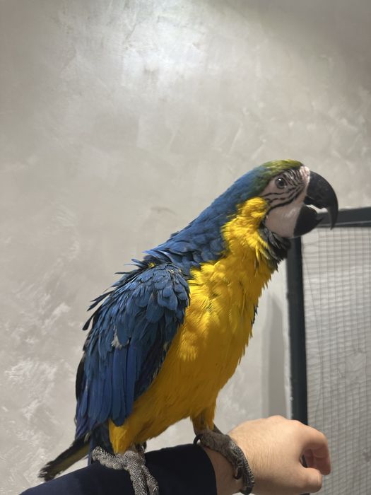 сине желтый ара