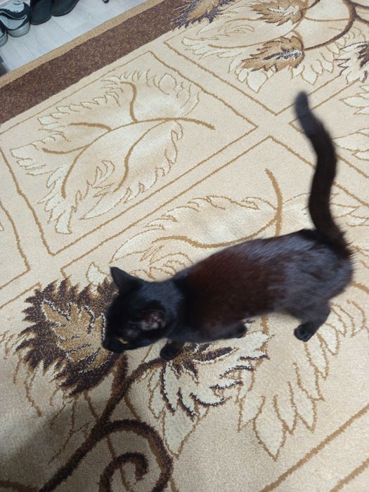Отдам котенка, черный