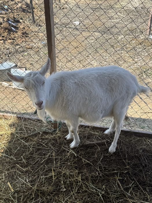 Заненский коза занен ешкі