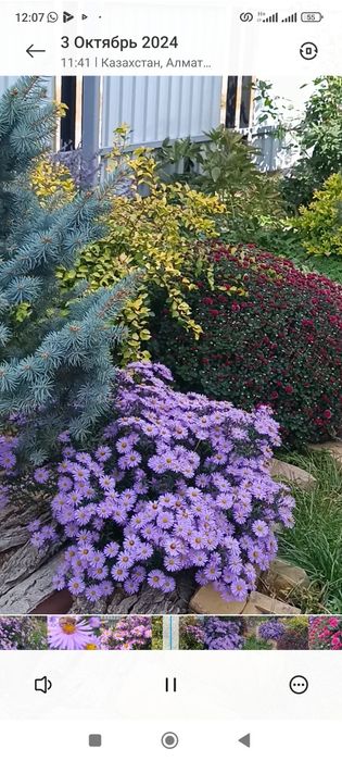 ель ,елка продам