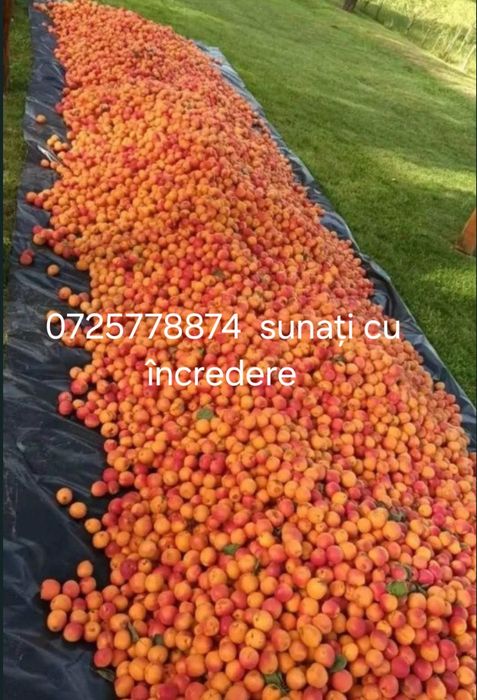 Vând caise de țuică