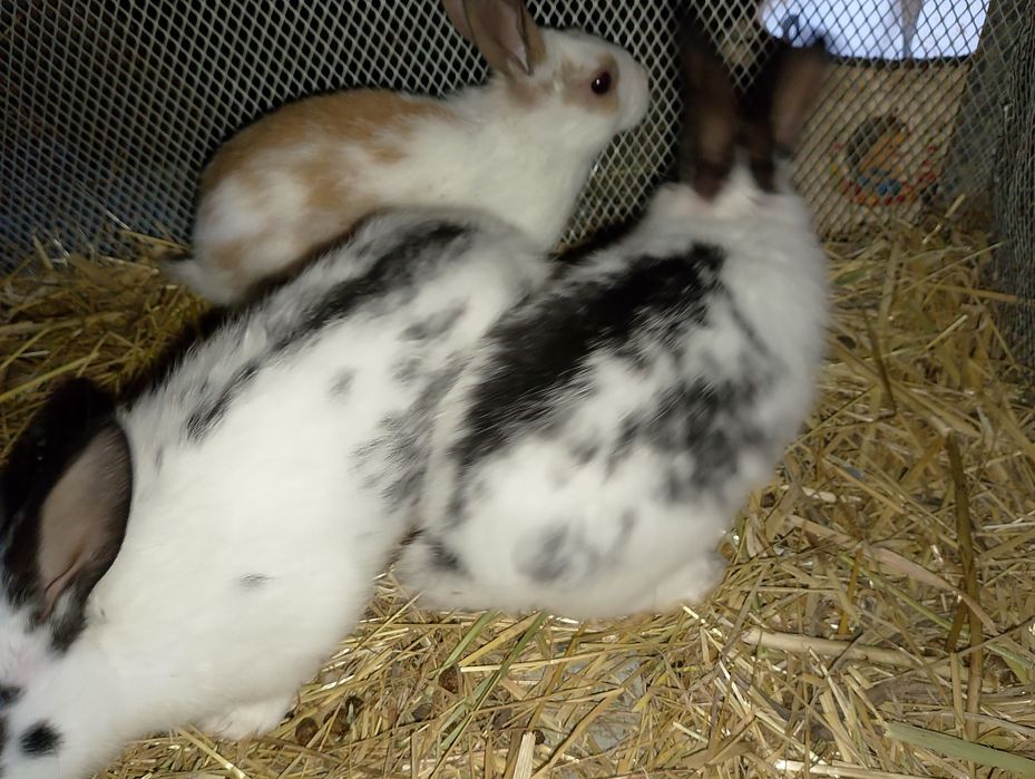 Babichka zotli quyonlar