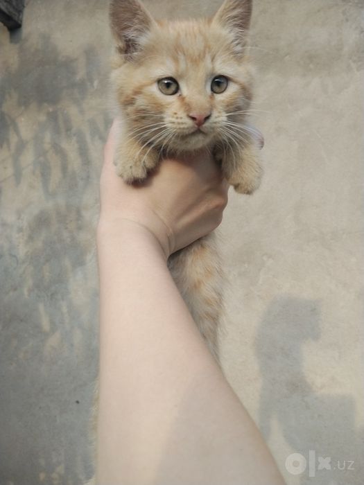 котята 2х месячные