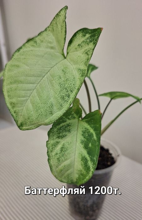 Комнатные цветы: сингониумы