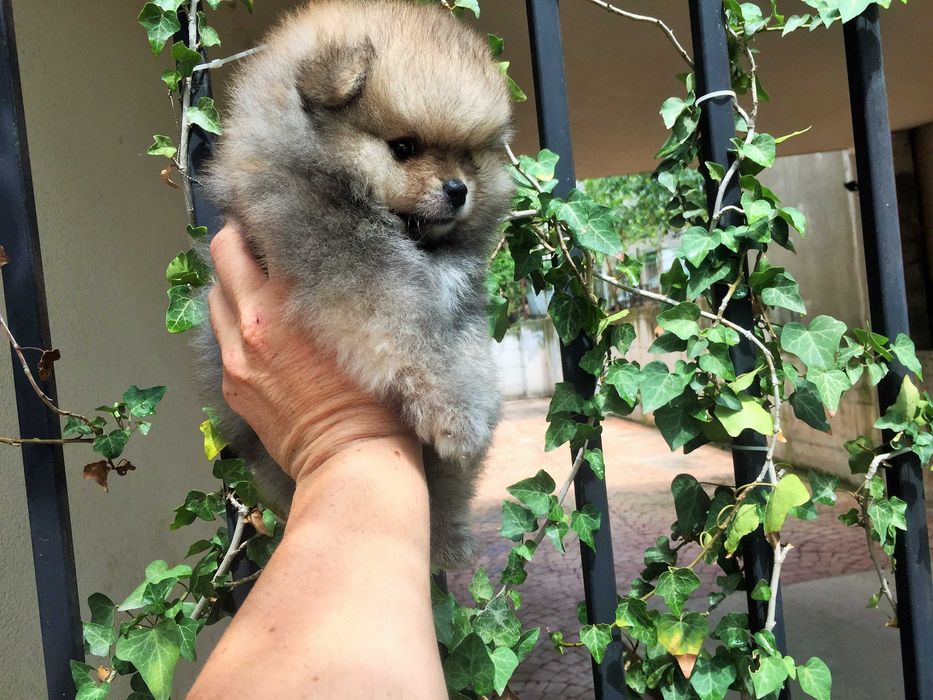 Померан мини Померанчета