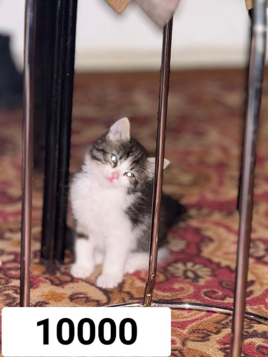 2 мысык сатылады 2  аилык