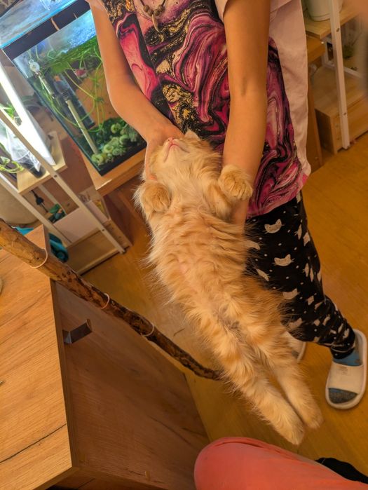 Котята курильский бобтейл