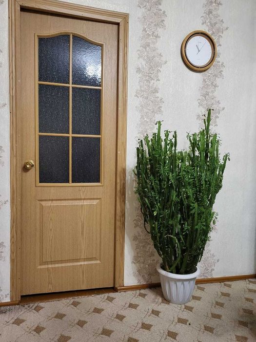 Молочай в горшке