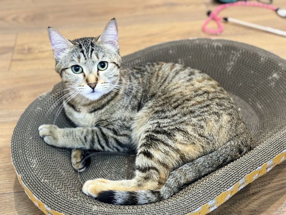 Кошка домашняя в добрые