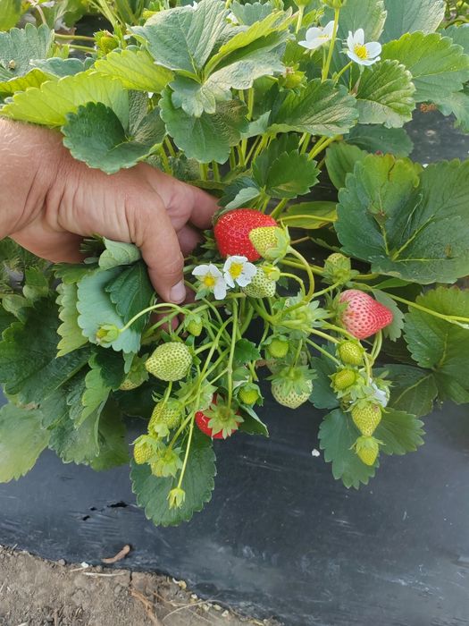 Stoloni de Capsuni *Produc tot Anul * Albion