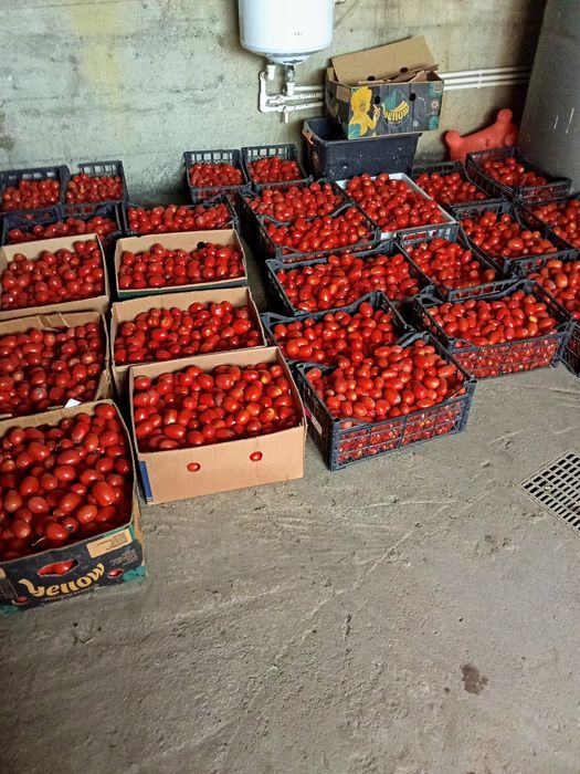 Vind roșii  și gogonele ideale  pentru bulion și pentru murat