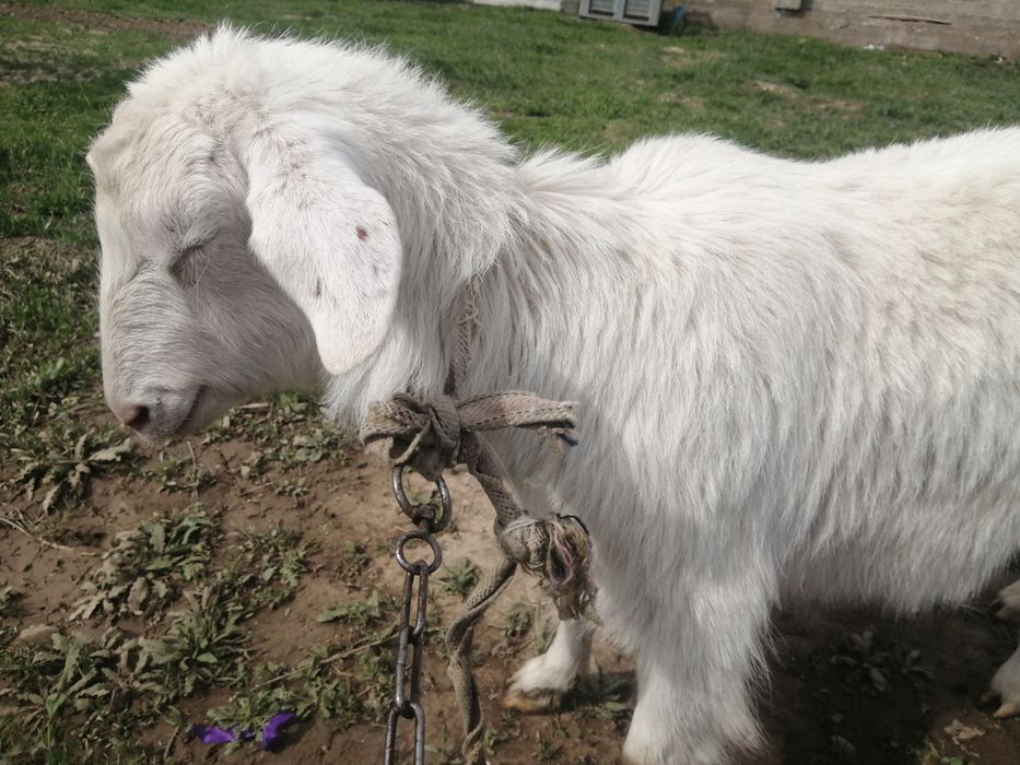 Домашний козел үй ешкісі