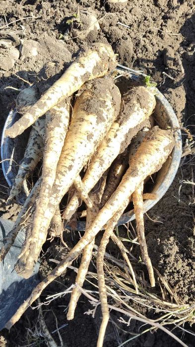 Patrunjel si pastarnac