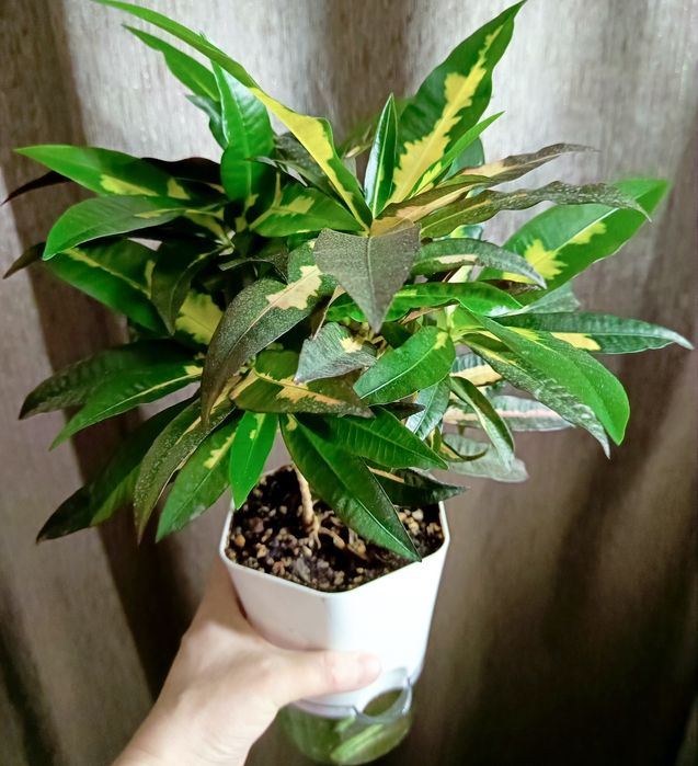 Комнатные растения