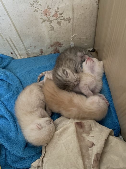 Котятки породистые