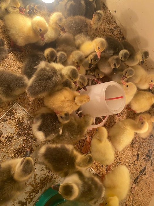 Серый гуси Линда