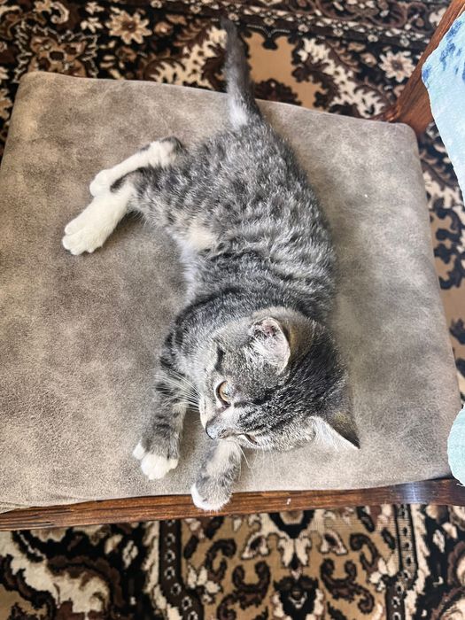 Отдам котенка в добрые руки