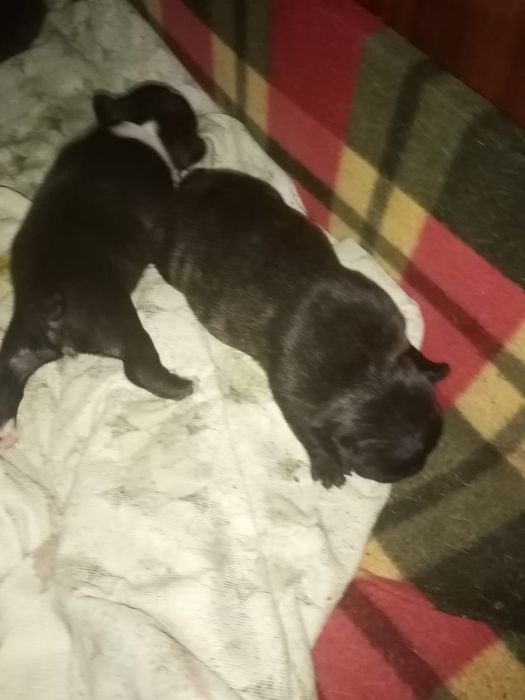 Щенки французского бульдога