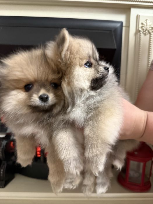 Щенки Немецкого Шпица