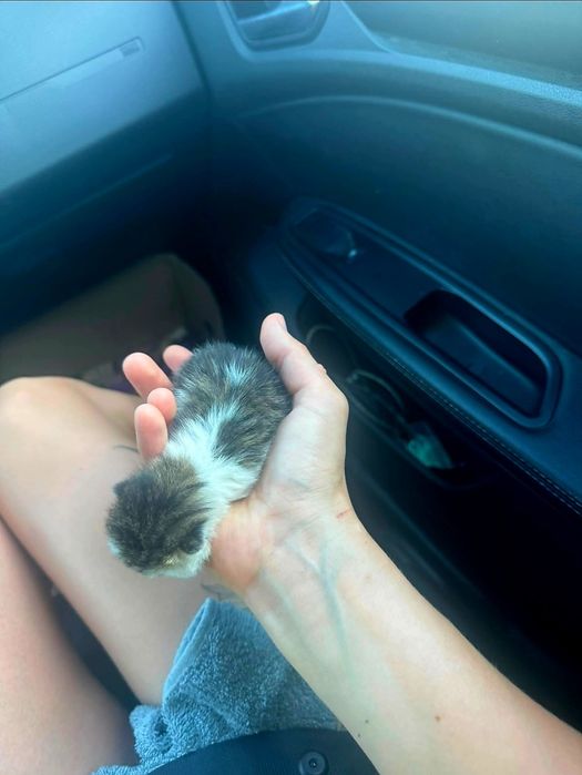 SOS!!! Отдадим котенка СРОЧНО !!!