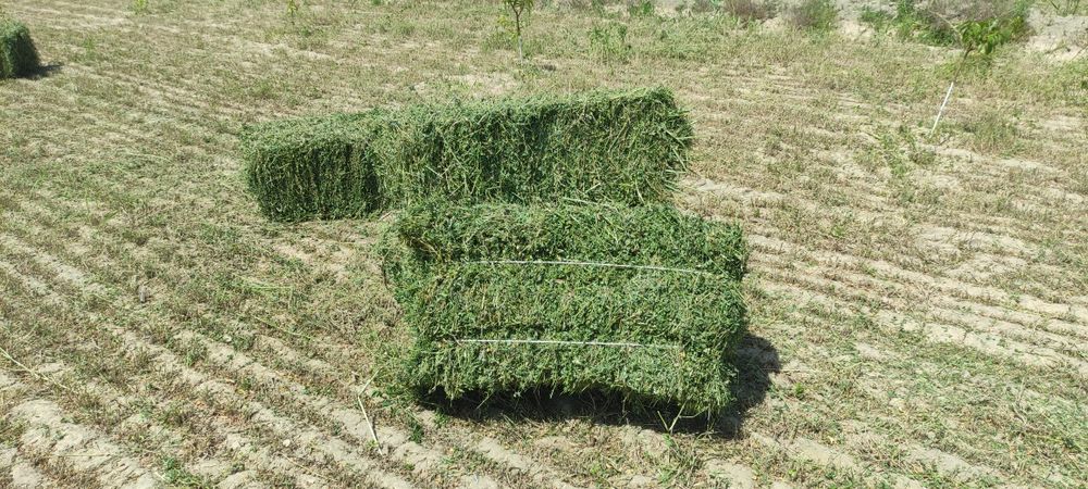 Beda pres sotiladi 45.000