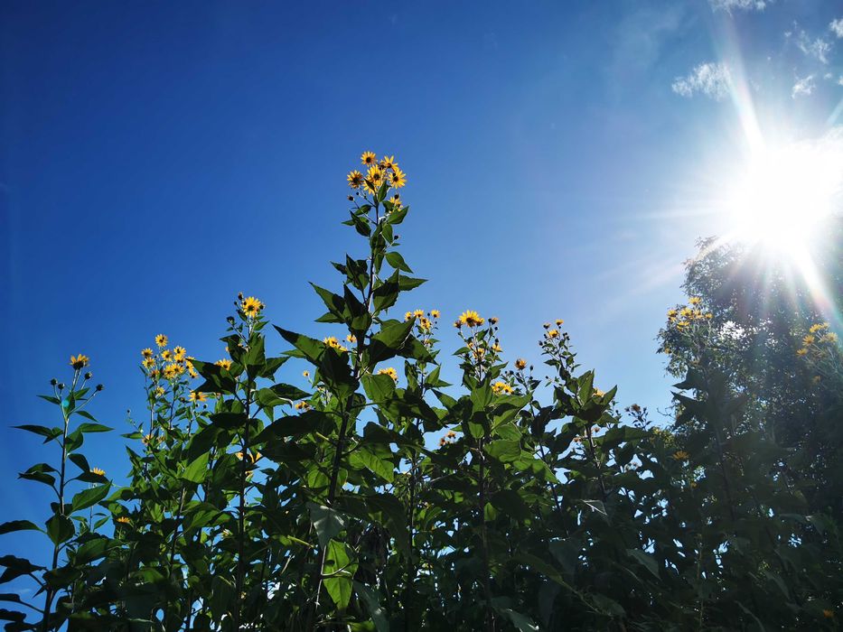Topinambur alb și roz, fără nici un fel de pesticide
