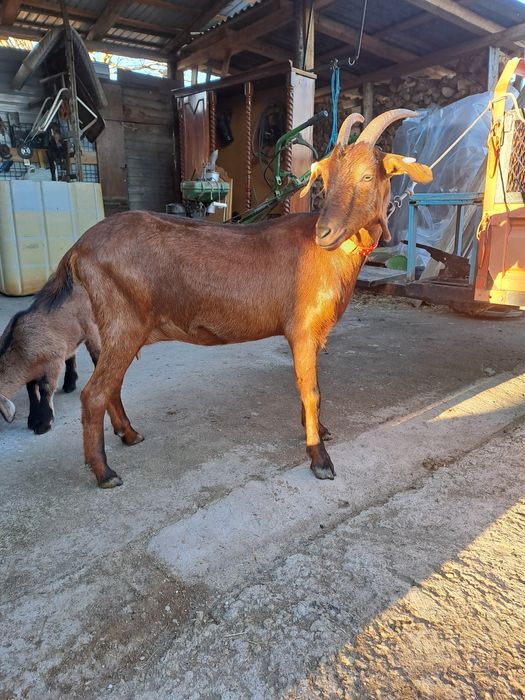 Vind capră metis angonumbian la prima fătare la doi ani e din capră bu