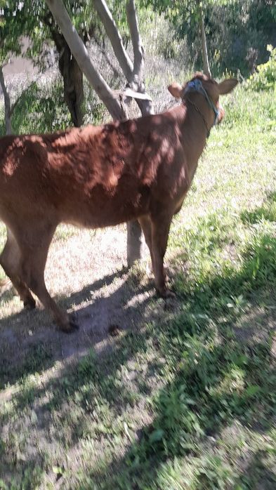 Gibrit gunojin sotladi eston paroda