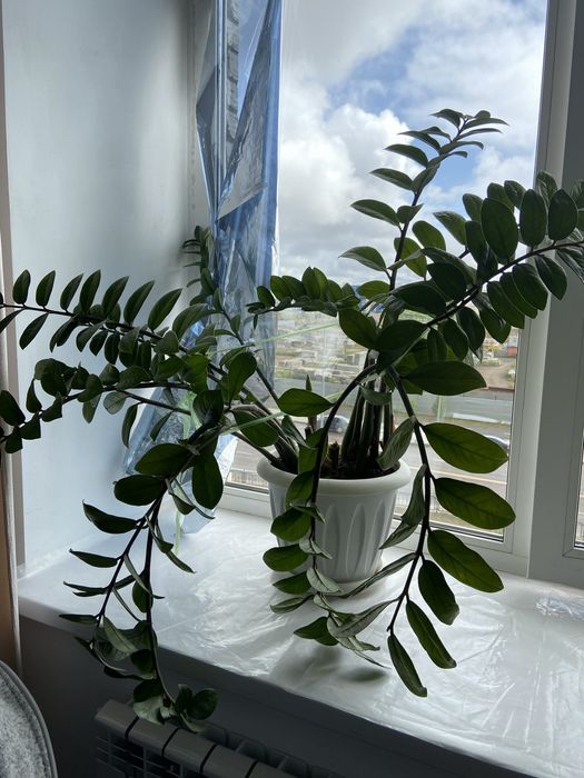 Замиокулькас растение