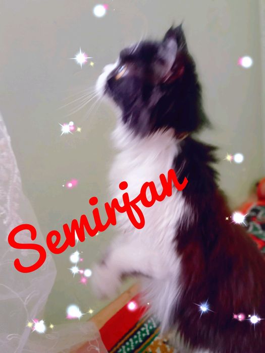 scottiw strayt heyland