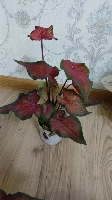 Комнатные растения