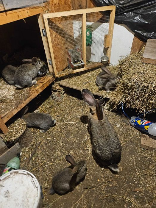 Pui urias gri german, 8 saptamani.