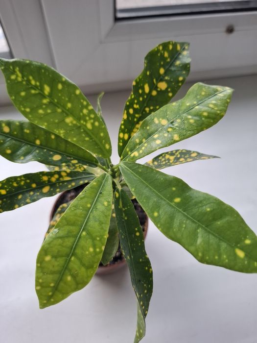 Продам домашний цветок Кротон