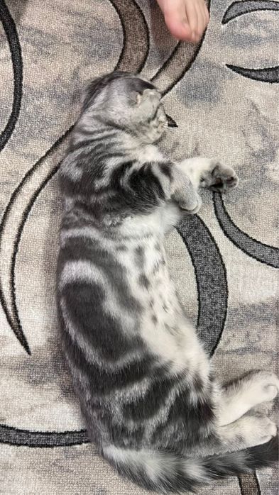 Котенок Скоттиш Фолд