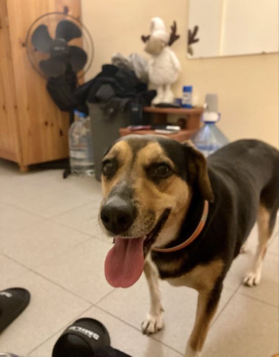 Подарявам си кученцето