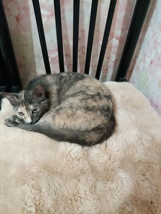 Кошечка ищет семью